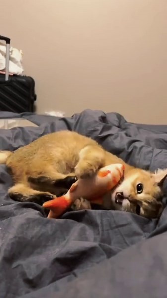 Mark is having fun with the fish #cats #fighting #catandfish #playing #victim