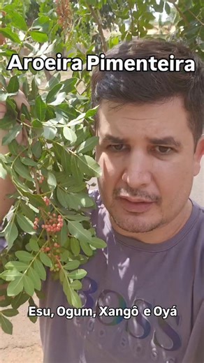 5.7K views · 778 reactions | A Podwrosa Aroeira Pimenteira Schinus terebinthifolia #unbanda #aroeira #Pimenteira | Couros de Aruanda | Facebook