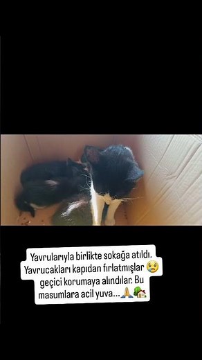 Ders Zili Çaldı, Merhamet Sınıfta Kaldı! 💔🐾