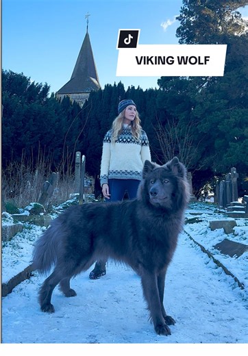 “The strength of the pack is the wolf, and the strength of the wolf is the pack” Thank-you to all our followers for following our pages that educate on wolf conservation and wolfdogs🖤 We have a huge YouTube channel on advisory videos and the link can be found in our bio at the top of this page 🖤🐺 @My Blue Wolf #wolfpack #wolf #wolfdog #bluewolf #vikings