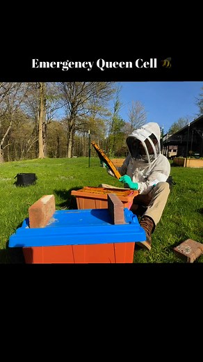 Emergency Queen Cell 🐝 | The Cleveland Honey Bee