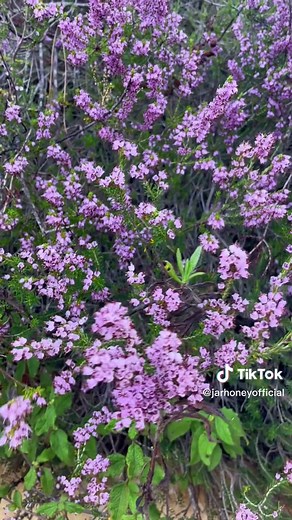 Heather Plant Honey Harvesting Tips