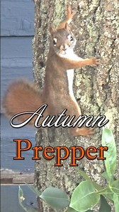 Autumn Prepper - Back off, human!