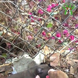 43 reactions · 3 comments | Rescuing a family of dogs with help from iPhone and You Tube! | Loyal Dogs | Facebook