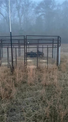 638K views · 11K reactions | B&R Trapping have problem contact us. 12-6-2025 more info www. Thehawgstopper.com | The Hawg Stopper LLC | Facebook