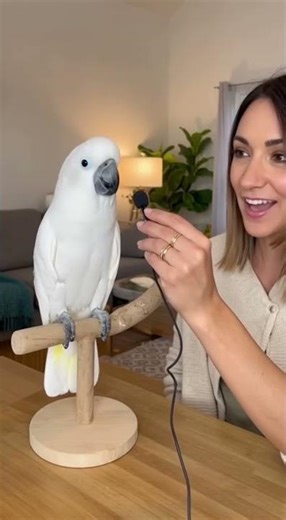 Can This Parrot Really Talk Like a Human?