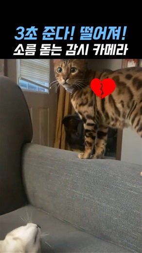 "Sigh... life as a cat is tough." Cat reaches MAX betrayal and bursts with jealousy #cuteclips #cat