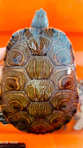 Progress Kura D 56 (Kura Venusta)