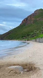 33 reactions | Excitement overload at Six Senses Con Dao Last weekend, our mother turtle - a very picky VIP guest - selected Villa 112’s private beach to lay 100 precious eggs with the trust that we’d take care of her babies. Don’t worry, mother turtle, your precious eggs are in good hands. Join us on her journey and stay tuned for their hatching | Six Senses | Facebook