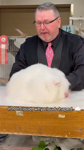 Feline Fashion Frenzy at the Cat Show