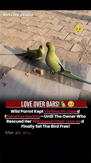 LOVE OVER BARS! 🦜✨ Wild Parrot Visits Friend for Months #animals #information #wholesomemoments