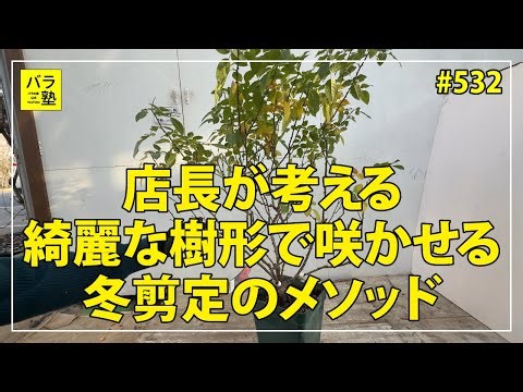 #532 店長が考える 綺麗な樹形で咲かせる冬剪定のメソッド
