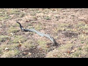 Coluber constrictor foxii commonly known as the Blue Racer Snake