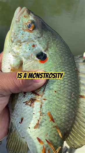 Take A LOOK At THIS! | PANFISHING #thenextcast #fishing