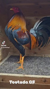 Vianca Tostado on Reels