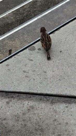 はかたのすずめ