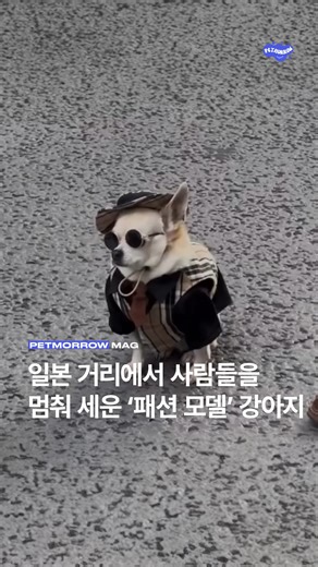 펫모로우 매거진 on Instagram: "[일본 거리에서 사람들을 멈춰 세운 ‘패션 모델’ 강아지] 일본의 한 거리에서 유명인을 연상시키는 장면이 포착됐습니다. 사람들이 발걸음을 멈추고 휴대폰을 꺼내 사진을 찍는 대상은 다름 아닌 치와와 한 마리였습니다. 주인공은 치와와 ‘몬지로’로 지난 5월 16일, 한 콘텐츠 크리에이터가 일본의 거리에서 이 장면을 촬영해 인스타그램에 공유했고, 영상은 빠르게 화제를 모았습니다. 촬영자는 “멀리서 봤을 땐 유명인인 줄 알았다”고 설명했습니다. 영상 속 몬지로는 검은 셔츠와 체크무늬 조끼, 선글라스와 모자까지 완벽하게 갖춘 모습으로 포즈를 취합니다. 지나가던 사람들은 자연스럽게 멈춰 서서 사진을 찍고, 마치 연예인을 마주한 듯한 반응을 보였습니다. 작은 체구의 강아지가 거리 한복판에서 만들어낸 이 장면은, 지금 일본에서 ‘패션 모델 강아지’라는 별명으로 불리며 온라인을 뜨겁게 달구고 있습니다. 📹️ tracey_loc #일본화제영상 #강아지스타