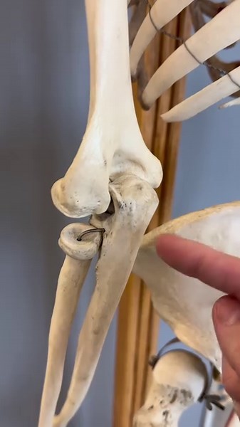 Do you have a unique looking elbow? Thanks Olecranon Fossa! #anatomy #didyouknow #amazing | Institute of Human Anatomy
