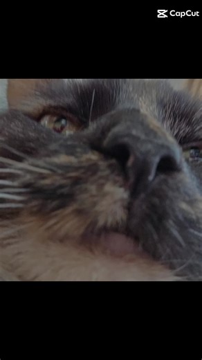 Memes and Cute Cats with Petunia