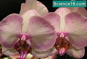 DNA kloniranje: definicija, postupak, primjeri 💫 Znanstveno-Popularni Multimedijalni Portal. 2025