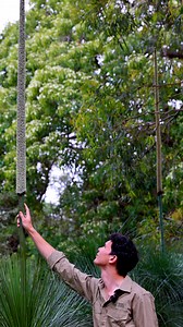 104K views · 2.9K reactions | Towering Grass Trees in flower on...