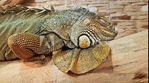 Green iguana close up. Iguana in a terrarium, keeping lizards at home. Sleeping iguana. Head close-up of a Green iguana. Exotic pet