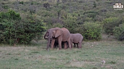 Elephant Herd Emerges: A Gentle Giant Reveal From Trees