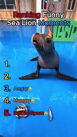 Top 5 Funny Sea Lion Moments #shorts