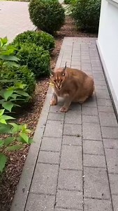 9.1K views · 514 reactions | Dodge Challenger Hellcat in for a custom...