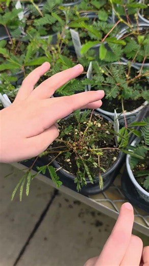 Mimosa plant #homeschool #greenhouse #garden #shorts