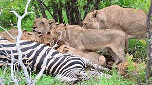 1.1M views · 24K reactions | *NOT FOR SENSITIVE VIEWERS* Despite the...