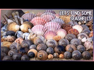Moon Snails on the Mudflats | Finding Shells at Low Tide at Hervey Bay