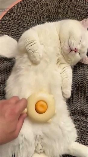 🔥Best Pet Comb for Removing Tangles & Shedding | Gentle Grooming for Cats & Dogs#3574‪@sovorsgadget‬