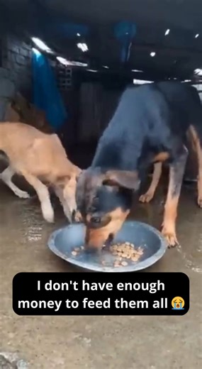 1K reactions · 82 shares |  Here, every penny turns into food, into...