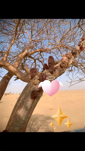 Desert Tree Trunk with Blue Sky and Animated Graphics