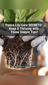 🌿 Peace Lily Care SECRETS! 🪴 Keep It Thriving with These Simple Tips!