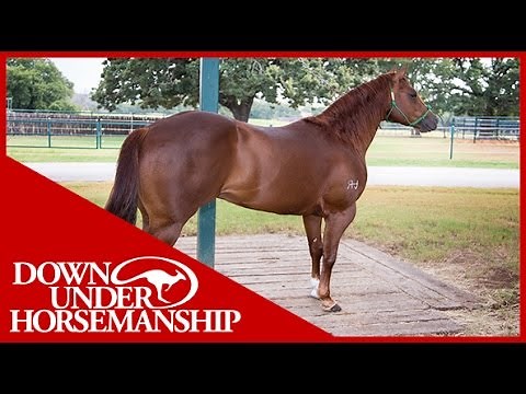 Clinton Anderson: What to do When a Horse Paws While Tied Up - Downunder Horsemanship