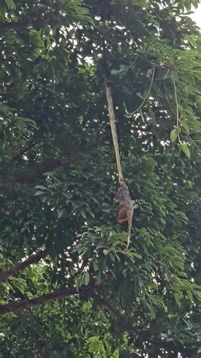 A Carpet Python near Stu's house is hanging from a tree, fully stretched out and holding onto a possum by the end of its nose. JEEZ! Because of the weight of the possum, the snake can't quite lift it up to try and consume it. It's been trying for over 9 hours, what the heck! This is how important a meal is to a snake in the wild! | Sunshine Coast Snake Catchers 24/7