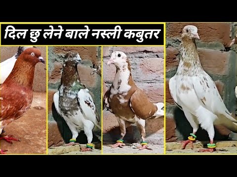 High Flyer Kabootar ! Rampuri Kabootar ! Indian Pigeons (29) Add 9354396332