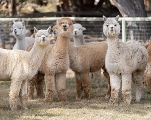 What Do Alpacas Eat? (Diet & Facts)