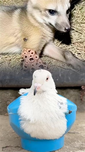 🐾 Is this Real or Fake? 🦊The Truth Behind Viral Wildlife Rescue Videos