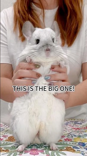 Not all chinchillas are this BIG!