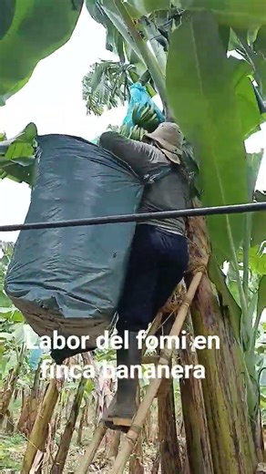 🤣🤣 video virals🤣🤣 labor de yumbolon en fincas bananera de Colombia suscribete para más contenido