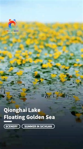 Scenery from Ancient Poetry! Blooming Water Flowers at Qionghai Lake| Sichuan