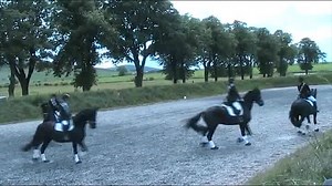 3.1K views · 139 reactions | At the Friesian horse show 2015 | Friesians Scotland | Facebook