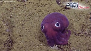 77K views · 2.3K reactions | IS IT REAL? The Nautilus Live team...