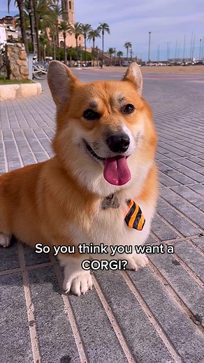 Is a Corgi the Right Pet for You? Find Out Now!