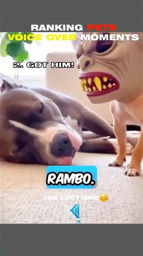 Ranking Pets Voice Over MOMENTS #petlovers #funnyanimals #funnymoments