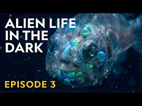 The Silent Deep: Laws of the Dark Abyss | Episode 3 #WildlifeDocumentary #deepsea