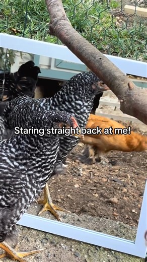 14 reactions | Disneys MULAN but with a chicken! 來 | Lizette Palumbo | Facebook